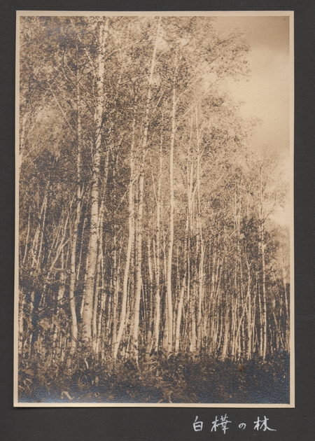 「白樺の林」