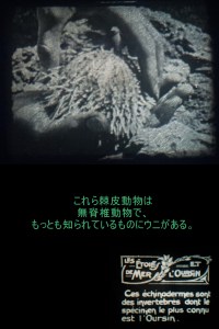 c1920 - 9.5mm『ヒトデとウニ』01
