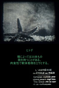 c1920 - 9.5mm『ヒトデとウニ』02