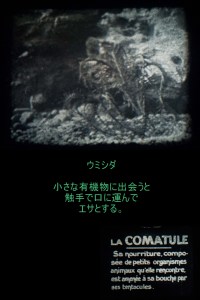 c1920 - 9.5mm『ヒトデとウニ』04